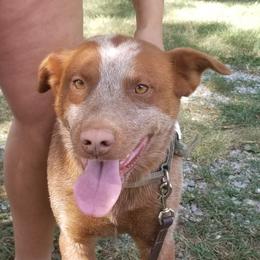 RTR O'Malley - Australian Cattle Dog