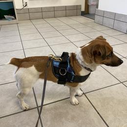 Tink - Jack Russell Terrier