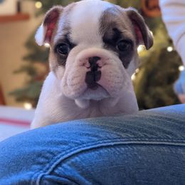Bulldog and French Bulldog Puppies from Rohde's Road Dog Bullies