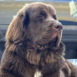 Newfoundlands from Willamette Valley Newfoundlands