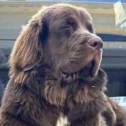 Newfoundlands from Willamette Valley Newfoundlands