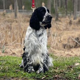 Draco - English Springer Spaniel