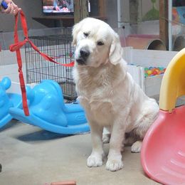 Marshmallow - Light golden male Golden Retriever puppy in Niles, Michigan from Family Raised Goldens