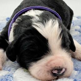 Magpie - Black and white female Bernedoodle puppy in Claremont, North Carolina from Magnolia Grove Farms