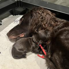 Boykin Spaniel and Goldendoodle Puppies from Double Shot Boykins