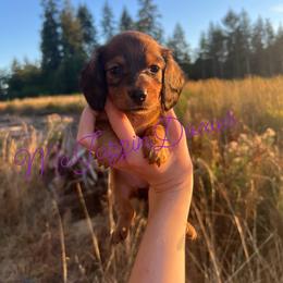 Dachshund Puppies from McJazzin Doxies