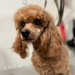 Anakin - Red  male Poodle puppy in Haines City, Florida from Camic Cockapoos
