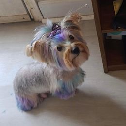 Yorkshire Terriers from Southern Yorkies by Trisha