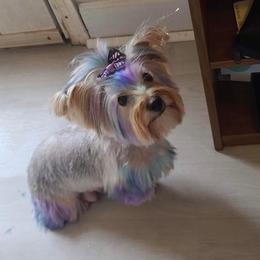 Yorkshire Terriers from Southern Yorkies by Trisha
