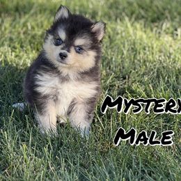 Mystery - Black and white male Pomsky puppy in Clarkston, Utah from Red Rock Ranch Breeders