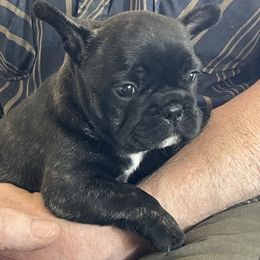 Boston Terrier and French Bulldog Puppies from High Plains Bullies
