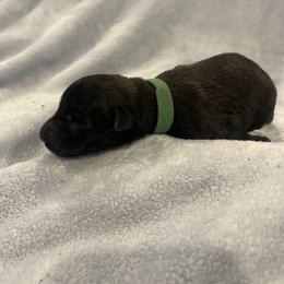 Bumi - Brindle male xDutch Shepherd puppy in Chelsea, Alabama from Alliance K9