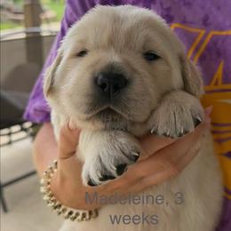 Girl 2 - female Golden Retriever puppy in Osceola, Iowa from Healing Hearts Therapy Goldens