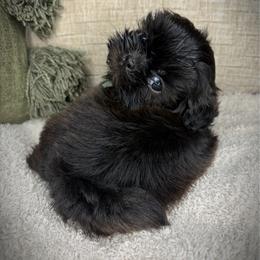Ash - Black male Shih Tzu puppy in Lake City, Florida from Tiger Valley Shih Tzus