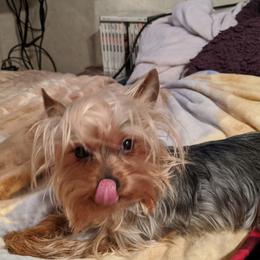 Blue - Yorkshire Terrier