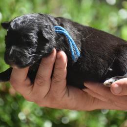 Blue collar male - Black male German Shepherd puppy in Marianna, Florida from Haus M Godwin