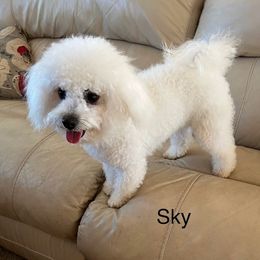 Sky - Bolognese