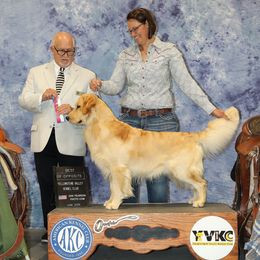 Rye - Golden Retriever