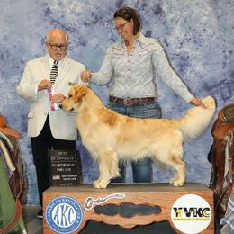 Rye - Golden Retriever