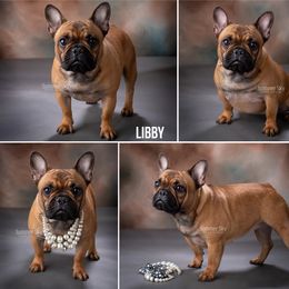 Libby - French Bulldog