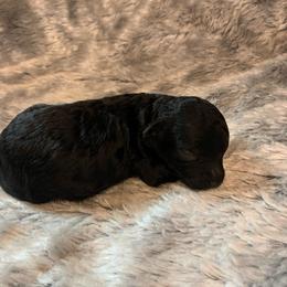 Nova - Black female Goldendoodle puppy in Haddam, Kansas from Golden B Acres