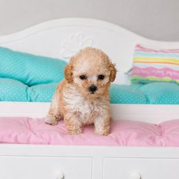April - Apricot female Poodle puppy in Highland Ranch, Florida from Toy Poodles