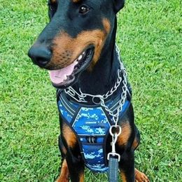 Doberman Pinschers from Music City Dobermans