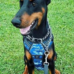Doberman Pinschers from Music City Dobermans