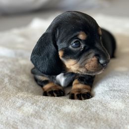 Dachshund Puppies from Silver Dach Farms
