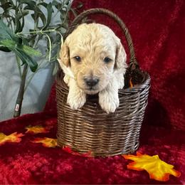Runaround Sue - Cream male Poodle puppy in Hemet, California from Vallevistadoodles
