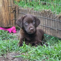 Girl 4 - Chocolate female Labrador Retriever puppy in Georgiana, Alabama from Long Creek Labradors