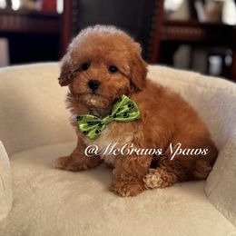 Handsome - Apricot male Maltipoo puppy in Hesperia, California from McCraws N Paws
