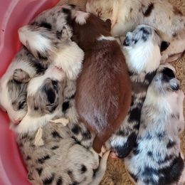 Border Collies from Pearl Winters' Border Collies