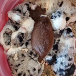 Border Collies from Pearl Winters' Border Collies