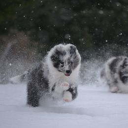 Shetland Sheepdog Puppies from Allison Gilbert