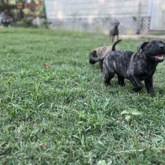 Perro de Presa Canario Puppies from Stephanie Ruiz