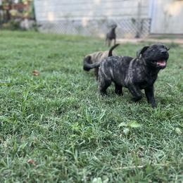 Perro de Presa Canario Puppies from Stephanie Ruiz