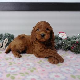 Cavalier King Charles Spaniel, Goldendoodle, and Golden Retriever Puppies from Outback Puppies