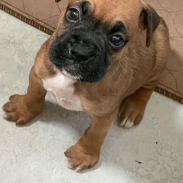 Boxer Puppies from Big Dawg Plantation