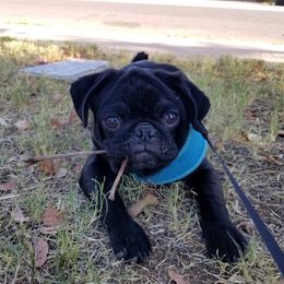 Pembroke Welsh Corgi and Pug Puppies from Blecker Kennel