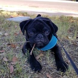 Pembroke Welsh Corgi and Pug Puppies from Blecker Kennel