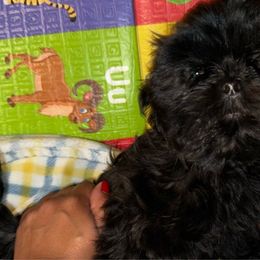 Boy 3 - Shih Tzu puppy in Los Angeles, California from For the Love of Shih Tzus