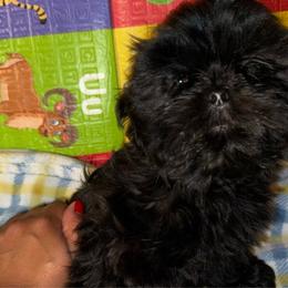 Boy 3 - Shih Tzu puppy in Los Angeles, California from For the Love of Shih Tzus