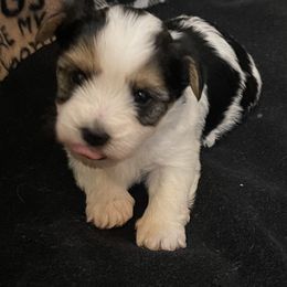 Biewer Terrier Puppies from Caroline's Biewer Terriers