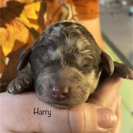 Harry - Brown male Poodle puppy in Sedalia, Missouri from Farmer Brown's Puppies