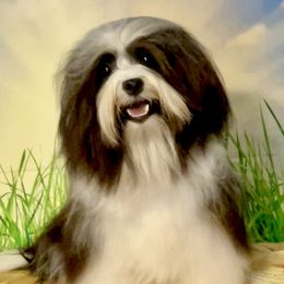 Star - Havanese