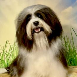 Star - Havanese