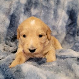 Boy 2 lt blue - Apricot male Goldendoodle puppy in Blountsville, Alabama from Southern Charm Goldendoodles