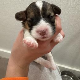 Yellow - Red female Pembroke Welsh Corgi puppy in Eltopia, Washington from PNW Pup Co.