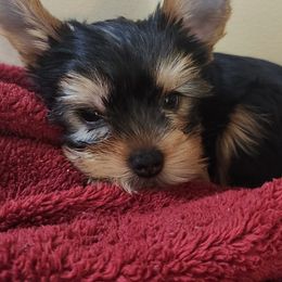 Alex (Alexander) - Blue and gold male Yorkshire Terrier puppy in Potomac, Maryland from Fabiana's Yorkshire Terriers